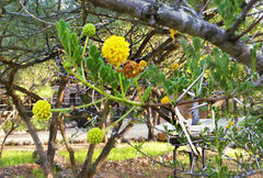 Vachellia swazica