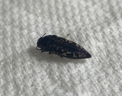 Acmaeoderini