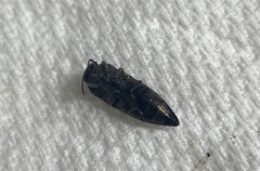 Acmaeoderini