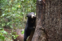 Helarctos malayanus