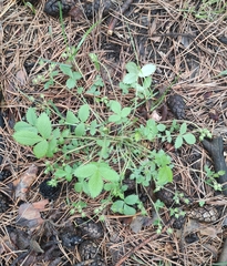 Potentilla fragarioides