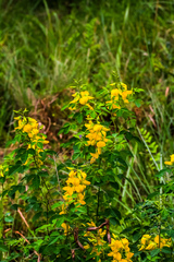 Crotalaria macrocarpa
