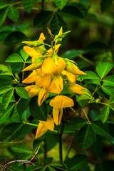 Crotalaria macrocarpa