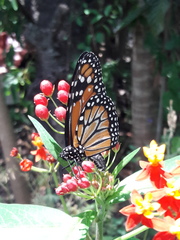 Danaus erippus