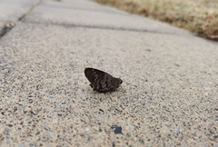 Polygonus leo arizonensis