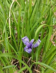 Iris ruthenica