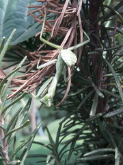 Stagmatoptera hyaloptera