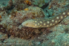 Sharptail Eel photo 3