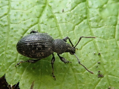 Otiorhynchus tristis