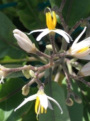 Solanum donianum