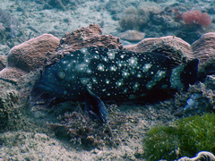 Epinephelus coeruleopunctatus