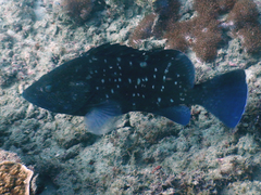 Epinephelus coeruleopunctatus