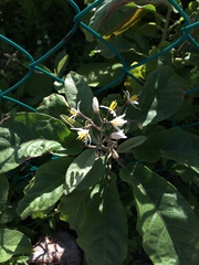 Solanum donianum