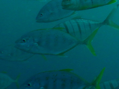Caranginae