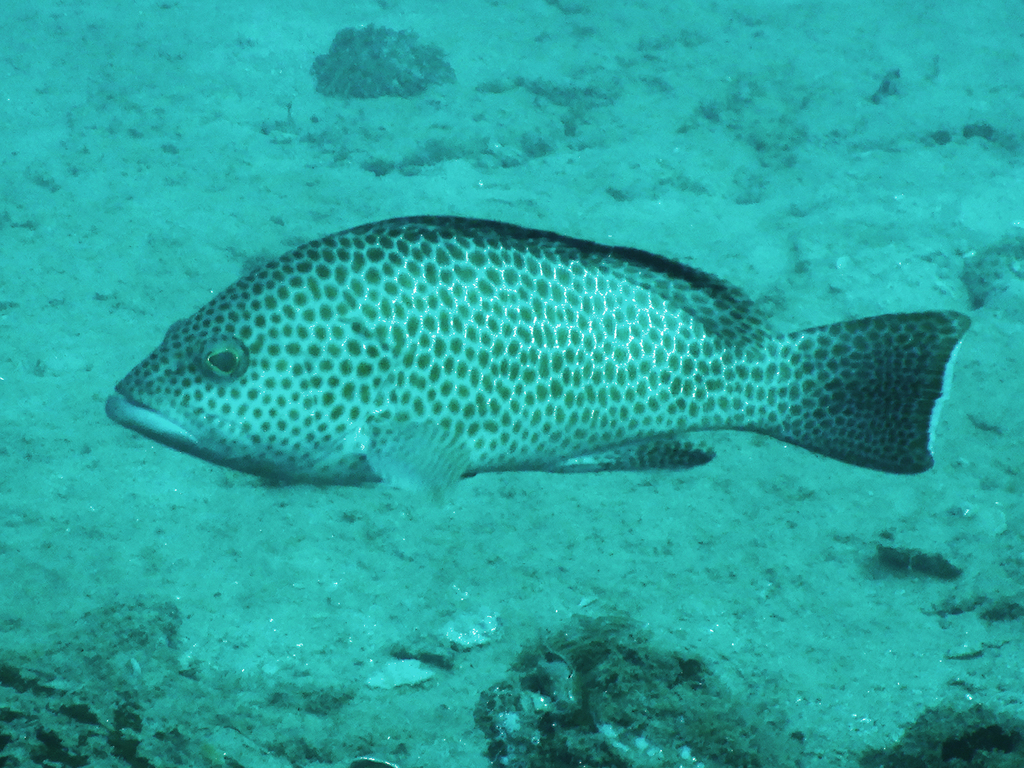 Areolate grouper