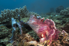 Rhinopias eschmeyeri
