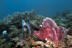 Rhinopias eschmeyeri