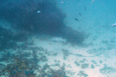 Epinephelus tukula