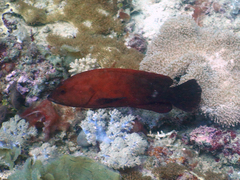 Cephalopholis nigripinnis