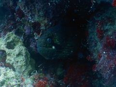 Gymnothorax breedeni