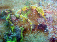 Halicampus macrorhynchus