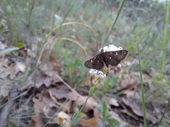 Dolicharthria stigmosalis