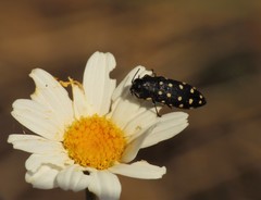 Acmaeodera degener