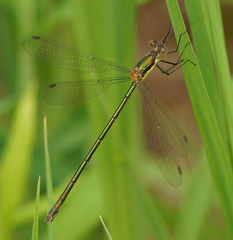 Lestes vigilax