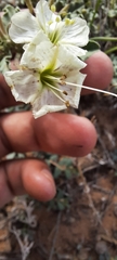 Acleisanthes