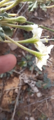 Acleisanthes