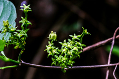 Vangueria bowkeri