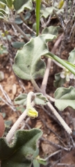 Acleisanthes
