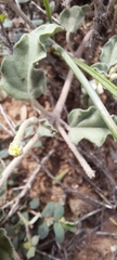 Acleisanthes