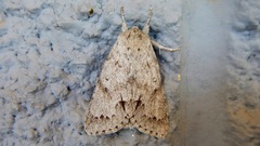 Acronicta innotata