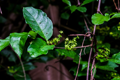Vangueria bowkeri