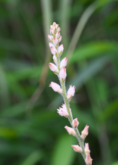 Aletris spicata
