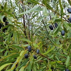 Cryptocarya angustifolia