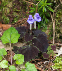Scutellaria laeteviolacea