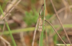 Chrysocrambus
