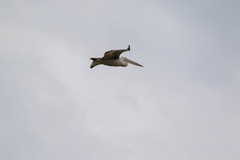 Pelecanus crispus