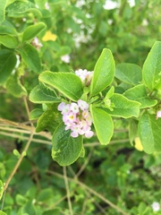 Lantana involucrata