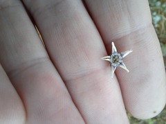 Nigella nigellastrum