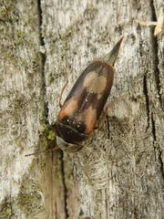 Mordellaria aurofasciata