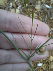 Nigella nigellastrum