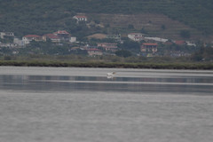 Pelecanus crispus