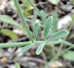Coronilla juncea