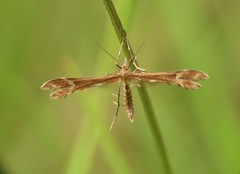 Oxyptilus