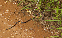 Micrurus frontalis