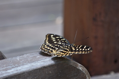 Lexias dirtea