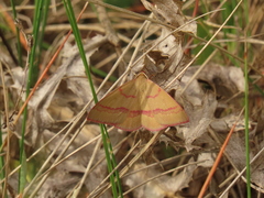 Rhodostrophia calabra
